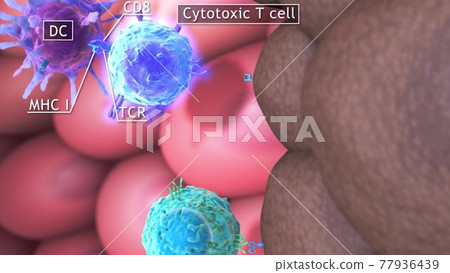 Animation of skin ,medical illustration 77936439