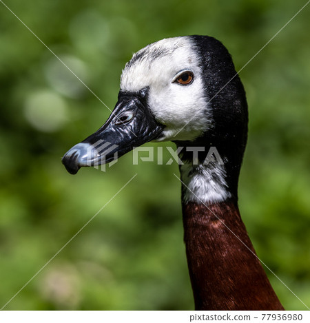 White-faced whistling duck, Dendrocygna viduata. Birds watching 77936980