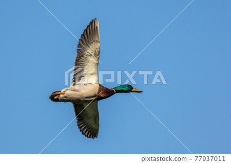Wild duck or mallard, Anas platyrhynchos flying over a lake in Munich, Germany 77937011