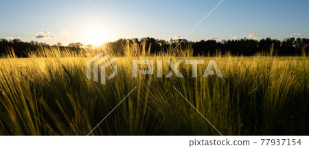 Green field in rural area. Landscape of agricultural cereal fields. 77937154