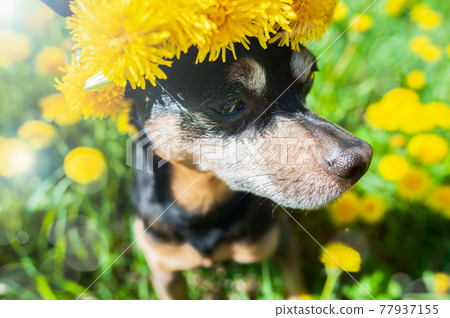 Dog in a wreath of flowers yellow dandelions on a natural background, a portrait of a dog. Spring Summer consept Dog in a wreath of flowers yellow dandelions on a natural background, a portrait of a dog. Spring Summer consept 77937155