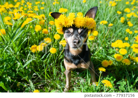 Dog in a wreath of flowers yellow dandelions on a natural background, a portrait of a dog. Spring Summer consept 77937156