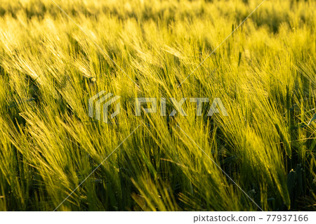 Green field in rural area. Landscape of agricultural cereal fields. Green field in rural area. Landscape of agricultural cereal fields. 77937166