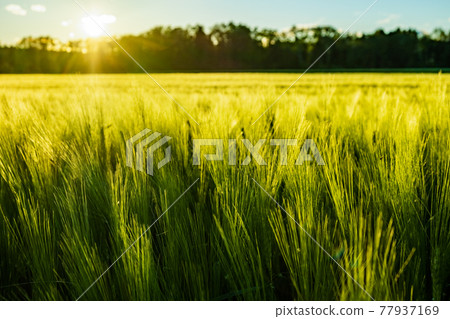 Green field in rural area. Landscape of agricultural cereal fields. 77937169