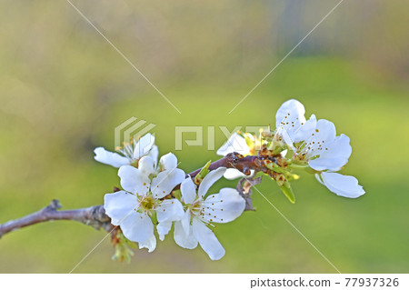 Beautiful white cherry blossoms in the garden in the afternoon close-up 77937326