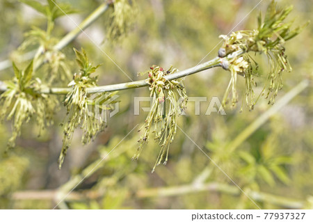 Green plants in spring close-up with leaves 77937327