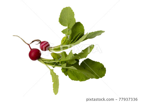 Two red radishes izolated on white background copy space. Healthy food 77937336