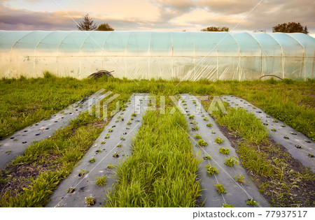 Eco farm with polytunnel and patches covered with plastic mulch at sunset. Eco farm with polytunnel and patches covered with plastic mulch at sunset. 77937517