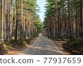 empty road in a pine forest. spring day 77937659
