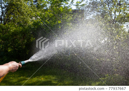 woman watering the garden with a hose. Water droplets in the air. 77937667