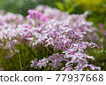 beautiful white-pink wildflowers in the rain in the sunlight. 77937668