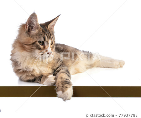 Young Maine coon lying Young Maine coon lying 77937785