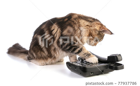 Young Maine coon with phone Young Maine coon with phone 77937786