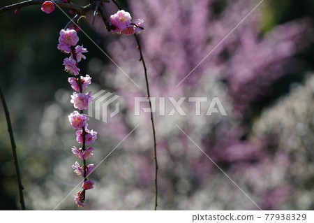 Spring is in full bloom, and the plum blossoms are warm and cheerful. 77938329