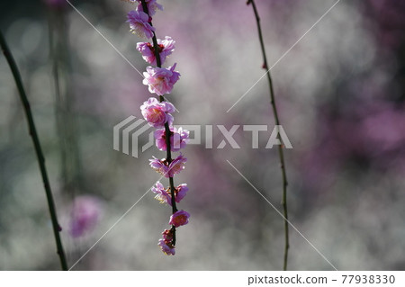 Spring is in full bloom, and the plum blossoms are warm and cheerful. 77938330