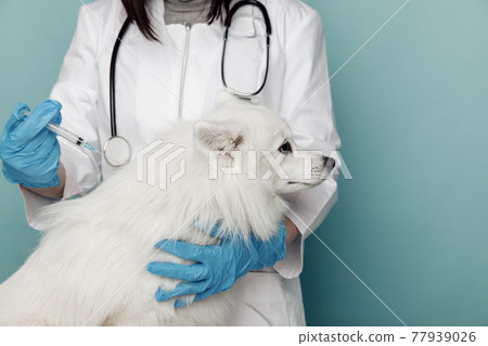 Veterinarian with syringe and white dog on table in vet clinic 77939026