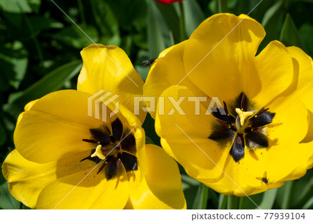 A closeup picture of yellow tulip flowers 77939104