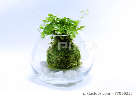 白色背景中種植有亞洲 tam 的苔蘚球玻璃缸 白色背景中種植有亞洲 tam 的苔蘚球玻璃缸 77939233