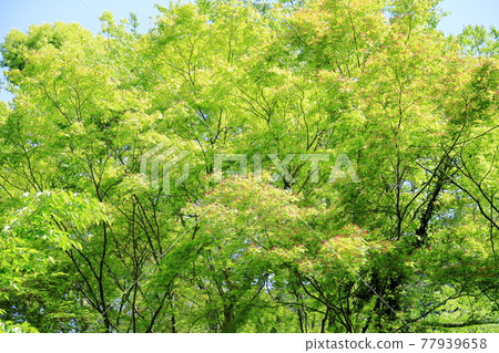 Fresh green Japanese maple, crimson Futaba 77939658