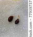 Apple seeds germinated on kitchen paper 77939737