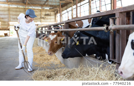 Dairy farmer working on a ranch 77940216