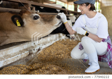 Dairy farmer working on a ranch 77940222
