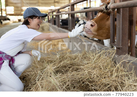 Dairy farmer working on a ranch 77940223