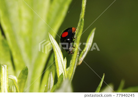 Namitento Namitento 77940245