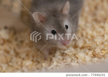 【倉鼠】長毛金倉鼠灰【寵物】 77940291