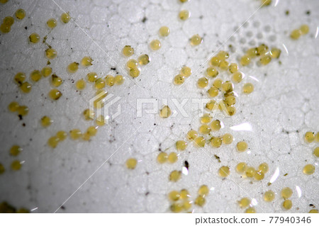 Goldfish eggs on styrofoam 77940346