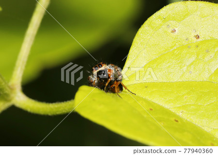 Jumping spider preying on sawflies Jumping spider preying on sawflies 77940360