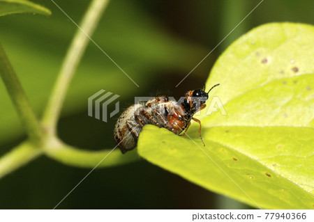 Jumping spider preying on sawflies 77940366