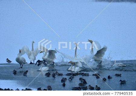 Swan in Oike Swan in Oike 77940535