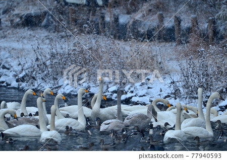 Swan in Oike Swan in Oike 77940593