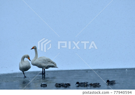 Swan in Oike 77940594