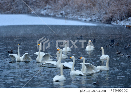Swan in Oike 77940602