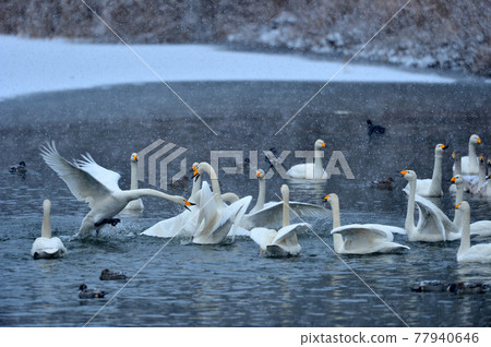 Swan in Oike Swan in Oike 77940646