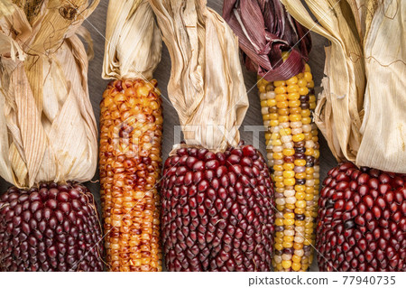 ears of decorative corn on wood ears of decorative corn on wood 77940735