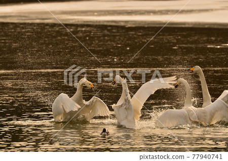 Swan in Oike 77940741