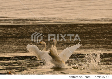 Swan in Oike Swan in Oike 77940742