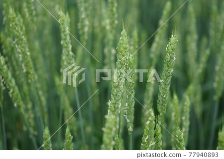 來自小麥幸吉 77940893