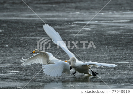 Swan in Oike Swan in Oike 77940919