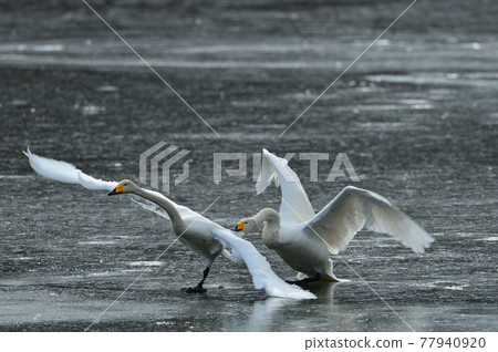 Swan in Oike Swan in Oike 77940920