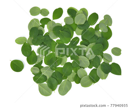 Top view Moringa leaf isolated on a white background 77940935