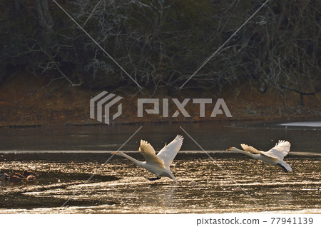 Swan in Oike Swan in Oike 77941139