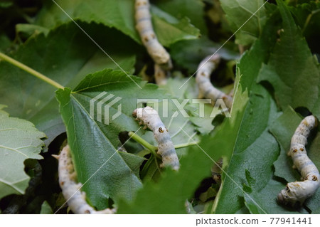 Silkworm mulberry leaf sericulture Silkworm mulberry leaf sericulture 77941441