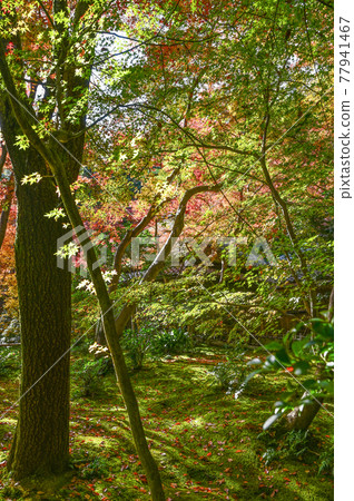 Giouji moss garden dyed with autumn leaves (Kyoto) 77941467