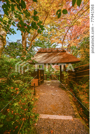 秋葉染紅的顯王寺（京都） 77941568