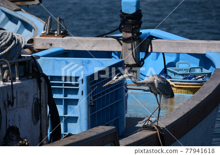 Scenery of Kaneda fishing port on Miura Peninsula Scenery of Kaneda fishing port on Miura Peninsula 77941618