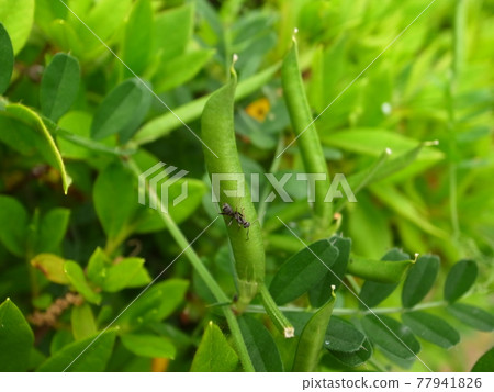 卡拉蘇諾豌豆 77941826